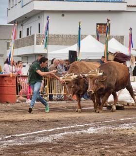 XXX Concurso de Arrastre de Ganado Isla de Tenerife · foto 62