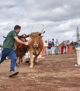 XXX Concurso de Arrastre de Ganado Isla de Tenerife · foto 36