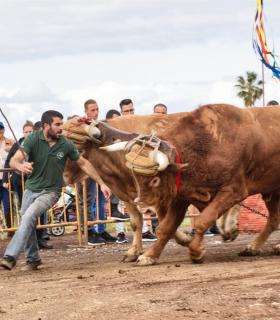 XXX Concurso de Arrastre de Ganado Isla de Tenerife · foto 77