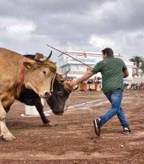 XXX Concurso de Arrastre de Ganado Isla de Tenerife · foto 40