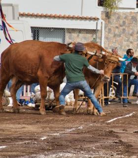 XXX Concurso de Arrastre de Ganado Isla de Tenerife · foto 41