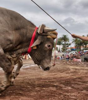 XXX Concurso de Arrastre de Ganado Isla de Tenerife · foto 59