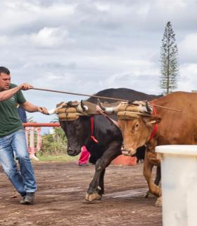 XXX Concurso de Arrastre de Ganado Isla de Tenerife · foto 34