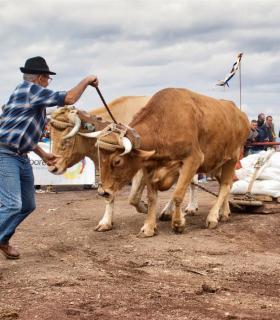 XXX Concurso de Arrastre de Ganado Isla de Tenerife · foto 50