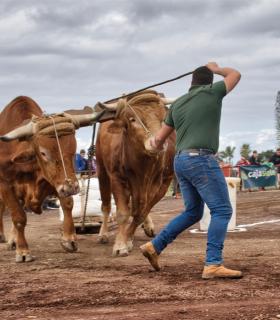 XXX Concurso de Arrastre de Ganado Isla de Tenerife · foto 64