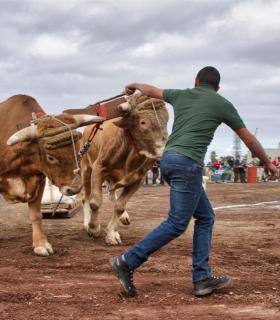 XXX Concurso de Arrastre de Ganado Isla de Tenerife · foto 66
