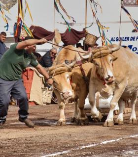 XXX Concurso de Arrastre de Ganado Isla de Tenerife · foto 48