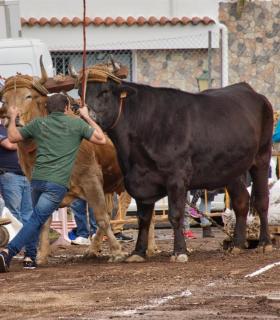 XXX Concurso de Arrastre de Ganado Isla de Tenerife · foto 37