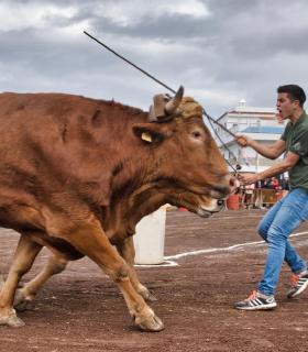 XXX Concurso de Arrastre de Ganado Isla de Tenerife · foto 27