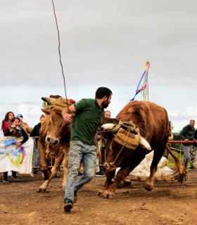 XXX Concurso de Arrastre de Ganado Isla de Tenerife · foto 63