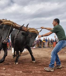 XXX Concurso de Arrastre de Ganado Isla de Tenerife · foto 73