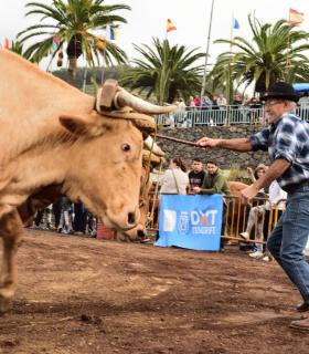 XXX Concurso de Arrastre de Ganado Isla de Tenerife · foto 51