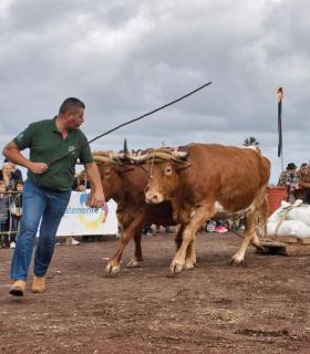 XXX Concurso de Arrastre de Ganado Isla de Tenerife · foto 5