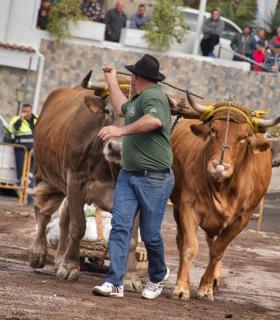 XXX Concurso de Arrastre de Ganado Isla de Tenerife · foto 28