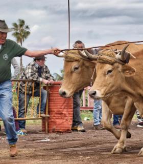 XXX Concurso de Arrastre de Ganado Isla de Tenerife · foto 46