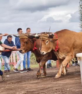 XXX Concurso de Arrastre de Ganado Isla de Tenerife · foto 35