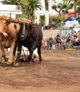 XXX Concurso de Arrastre de Ganado Isla de Tenerife · foto 39
