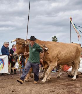 XXX Concurso de Arrastre de Ganado Isla de Tenerife · foto 53