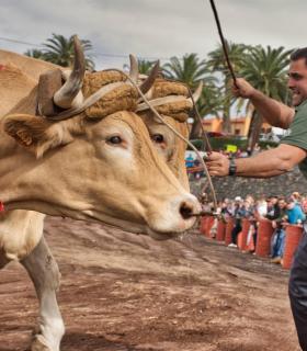 XXX Concurso de Arrastre de Ganado Isla de Tenerife · foto 49