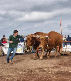 XXX Concurso de Arrastre de Ganado Isla de Tenerife · foto 42