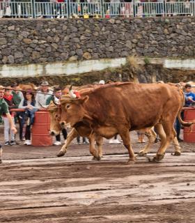 XXX Concurso de Arrastre de Ganado Isla de Tenerife · foto 19