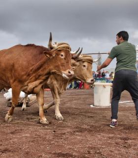 XXX Concurso de Arrastre de Ganado Isla de Tenerife · foto 10