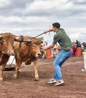 XXX Concurso de Arrastre de Ganado Isla de Tenerife · foto 26