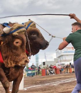 XXX Concurso de Arrastre de Ganado Isla de Tenerife · foto 76