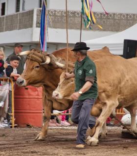 XXX Concurso de Arrastre de Ganado Isla de Tenerife · foto 52