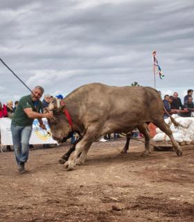 XXX Concurso de Arrastre de Ganado Isla de Tenerife · foto 60