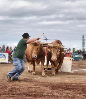 XXX Concurso de Arrastre de Ganado Isla de Tenerife · foto 71