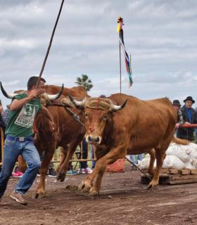 XXX Concurso de Arrastre de Ganado Isla de Tenerife · foto 25