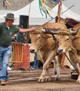 XXX Concurso de Arrastre de Ganado Isla de Tenerife · foto 45