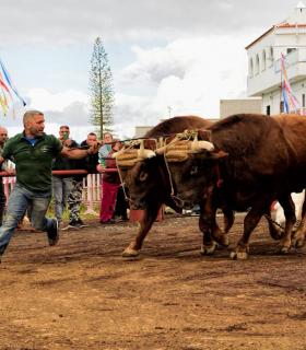 XXX Concurso de Arrastre de Ganado Isla de Tenerife · foto 70