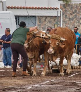 XXX Concurso de Arrastre de Ganado Isla de Tenerife · foto 43