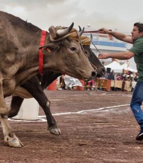 XXX Concurso de Arrastre de Ganado Isla de Tenerife · foto 23