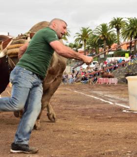 XXX Concurso de Arrastre de Ganado Isla de Tenerife · foto 61