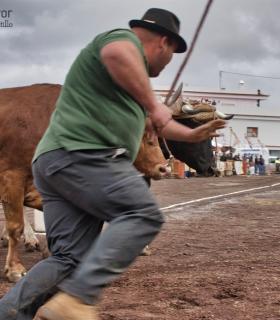 XXX Concurso de Arrastre de Ganado Isla de Tenerife · foto 4
