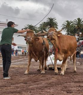XXX Concurso de Arrastre de Ganado Isla de Tenerife · foto 7