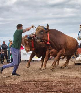 XXX Concurso de Arrastre de Ganado Isla de Tenerife · foto 75