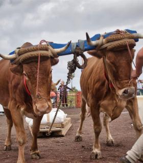 XXX Concurso de Arrastre de Ganado Isla de Tenerife · foto 2