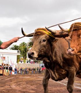 XXX Concurso de Arrastre de Ganado Isla de Tenerife · foto 29