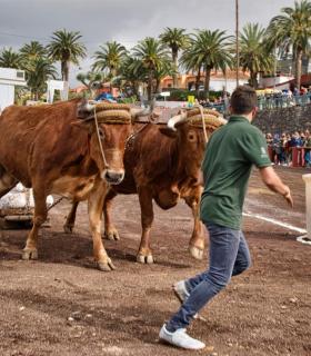 XXX Concurso de Arrastre de Ganado Isla de Tenerife · foto 20