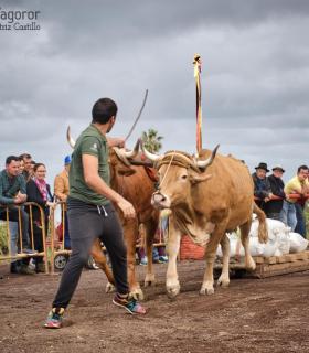 XXX Concurso de Arrastre de Ganado Isla de Tenerife · foto 9