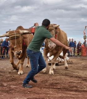 XXX Concurso de Arrastre de Ganado Isla de Tenerife · foto 65