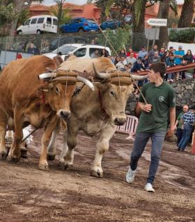 XXX Concurso de Arrastre de Ganado Isla de Tenerife · foto 55