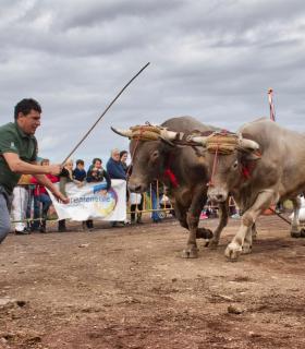 XXX Concurso de Arrastre de Ganado Isla de Tenerife · foto 57