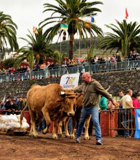 XXX Concurso de Arrastre de Ganado Isla de Tenerife · foto 30