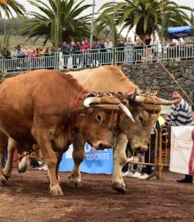 XXX Concurso de Arrastre de Ganado Isla de Tenerife · foto 54