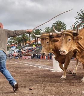 XXX Concurso de Arrastre de Ganado Isla de Tenerife · foto 32